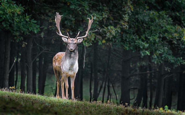 10 endroits merveilleux où observer la faune