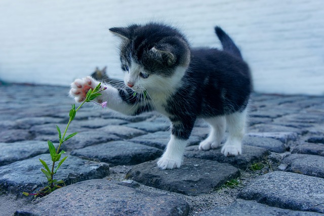 Comprendre Comment Les Animaux Apprennent et Se Développent