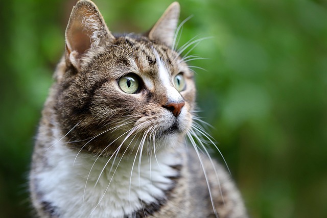 Comment créer un environnement stimulant pour votre chat d'intérieur