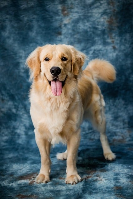 Les races de chiens les plus adaptées pour les familles avec enfants