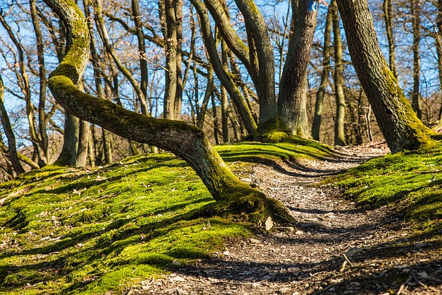 Comment préparer une randonnée et ce qu'il faut emporter