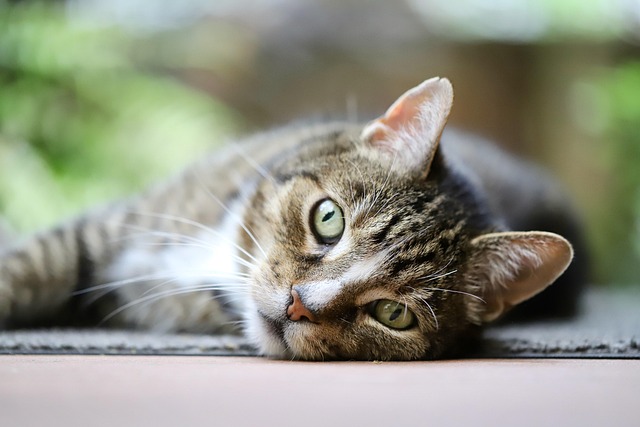 Comprendre le langage corporel de votre chat